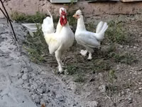 Chickens — photo 3