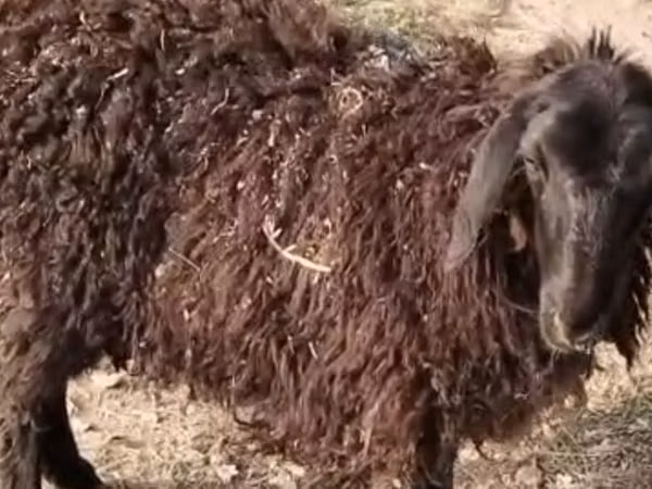 Sheep, Sheep