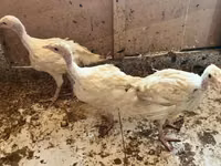 हेरिटेज — फ़ोटो 1