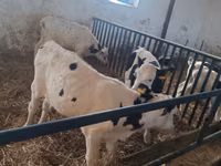 सांड, Russian Black pied cattle — फ़ोटो 7