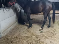 母马, Friesian sport horse — 照片 3