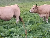 Kuh, Aubrac cattle — Foto 2
