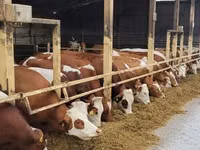 Kuh, Simmental cattle — Foto 2