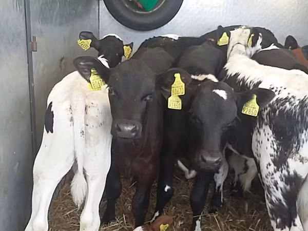 公牛, Simmental cattle