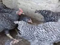 Chickens — الصورة 2