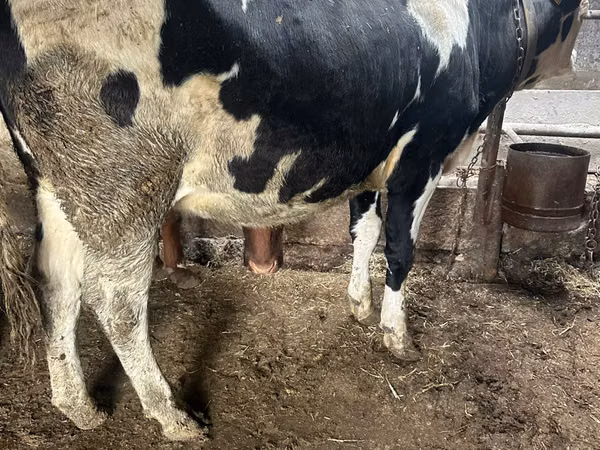 Vache, Russian Black pied cattle
