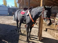 Hengst, Thoroughbred horse — Foto 2
