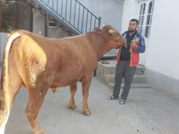 Taureau, Vache limousine — photo 1