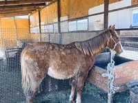Cheval, Chevaux — photo 1