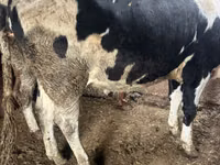 母牛, Russian Black pied cattle — 照片 3