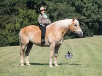 公马, Haflinger — 照片 1