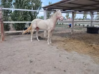 حصان, Akhal-Teke — الصورة 5