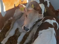 सांड, Simmental cattle — फ़ोटो 2