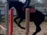 Caballo, Hungarian horse breed — foto 7