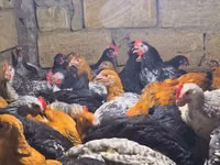 Chickens — फ़ोटो 1