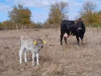 Vache, Race brune des Carpates — photo 1