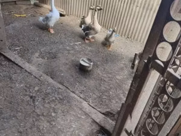 Geese