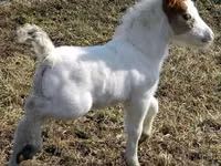 حصان, Miniature horse — الصورة 6