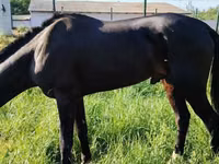 Pferde (Partie, Geschlecht nicht angegeben), Hanoverian — Foto 4