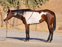 घोड़ी, National Show Horse — फ़ोटो 7