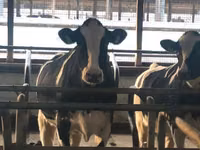 بقرة, Swiss cattle — الصورة 4