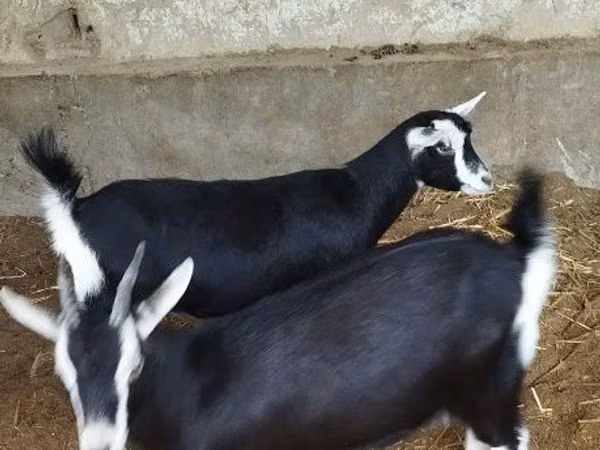 母山羊, Alpine goat