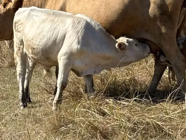 Bull, Red Polled Cow