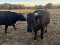 公牛, Wagyu — 照片 1