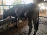 Vaca, Raza Alatau — foto 1