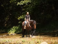 घोड़ा, Racking Horse — फ़ोटो 4