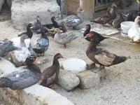 Canard musqué domestique — photo 2