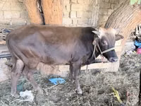 Toro, Ganado vacuno — foto 1