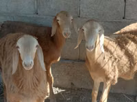Bélier, Arashan sheep — photo 3
