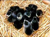 Australorp — foto 7