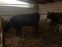 Vache, Brune lettone — photo 4