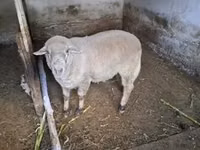 Bélier, Merino sheep — photo 3