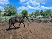 公马, Hungarian horse breed — 照片 2