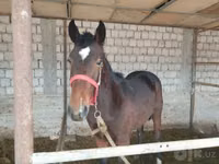 حصان, Kyrgyz Horse — الصورة 2