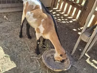Goat, LaMancha goats — photo 1