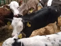 Rinder (Partie, Geschlecht nicht angegeben), Simmental cattle — Foto 4