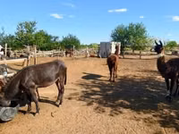 母马, Horses — 照片 5