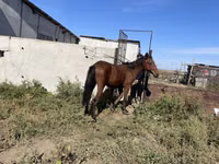 公马, Anglo-Arabian — 照片 3