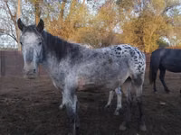 Yegua, Appaloosa — foto 2