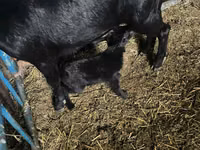عنزة, Murcia-Granada goats — الصورة 5