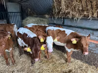 मवेशी (लॉट, लिंग निर्दिष्ट नहीं), Simmental cattle — फ़ोटो 7