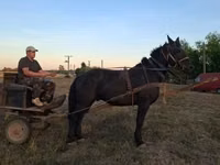 Horse (M), Nonius horse — photo 2