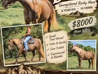 Mare, Kentucky mountain daddle horse — photo 1