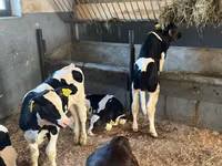 मवेशी (लॉट, लिंग निर्दिष्ट नहीं), Russian Black pied cattle — फ़ोटो 1