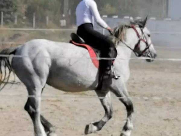 Yegua, Caballos