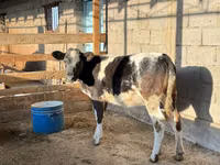 母牛, Belgian Blue — 照片 3